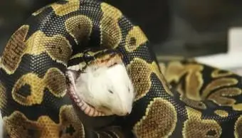 Dieta de pitón bola