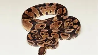 Datos de Ball Python