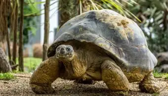 Galapagos-Schildkröte mit Stumpfbeinen und schwerem gewölbtem Panzer