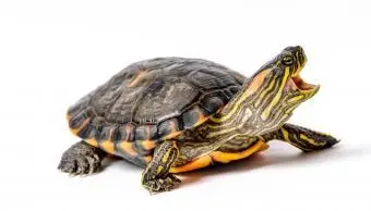 Schildkröte mit kleineren Beinen und leichterem Panzer