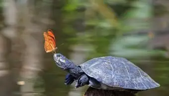 Unterschiede zwischen Schildkröten und Schildkröten als Haustiere