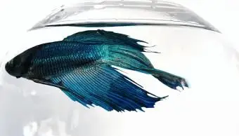 Bojové ryby siamské v akváriu