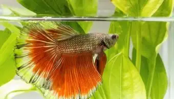 Instrucciones para el cuidado de los peces Betta