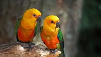 Jenday Conure Pet Care Guide, Lebensdauer und Verhalten