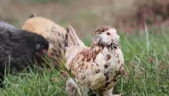Gallina Faverolle Salmone