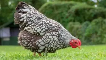 Gallina Wyandotte allacciata argento