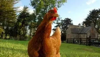 Pollo rosso del Rhode Island