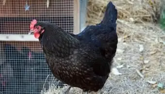 gallina Australorp