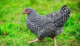 Gallina Plymouth Rock sbarrata