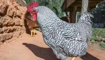 Polli Plymouth Rock bianchi