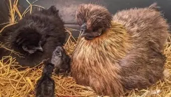 Pernice Silkie gallina e pulcini
