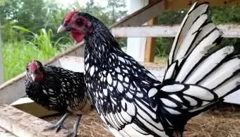 Argento Sebright Bantam