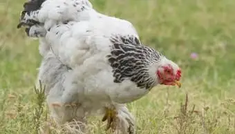 Gallina leggera Brahma