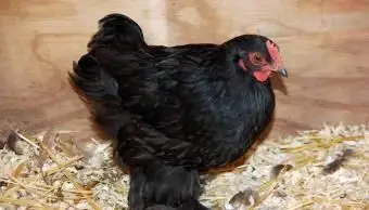 Gallina coccinella nera