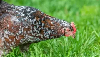 Gallina del Sussex maculata
