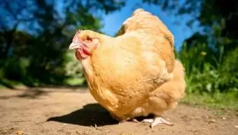 Gallina Buff Orpington