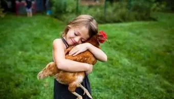 Razze di galline conosciute per essere amichevoli e docili