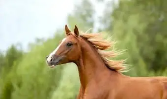 caballo árabe castaño