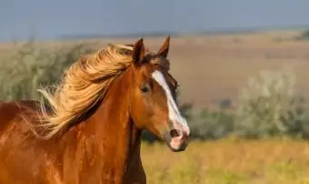 Nombres de caballos rojos