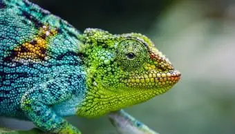 Camaleonte a tre corna del Rwenzori