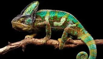 camaleonte sul suo bastone preferito