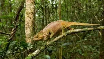 Parsons Chameleon