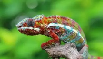 Camaleonte seduto sul ramo