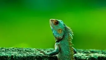 Un camaleonte indiano in Kerala