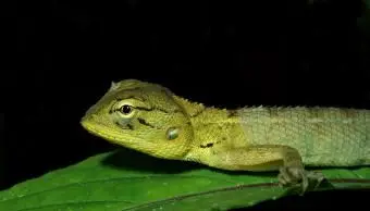 Nomi di animali camaleonti da belli a carini