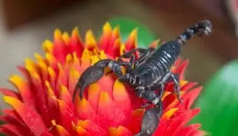 Qu'est-ce qu'un Scorpion Stellium ? Signification et influence