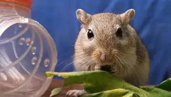 귀여운 갈색 햄스터