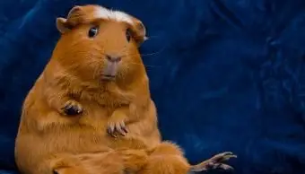 재미있는 기니피그