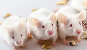 알비노 마우스 식사