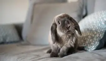 소파에 귀여운 토끼