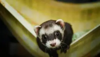 아름다운 흰 족제비