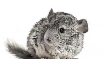 회색 친칠라 서