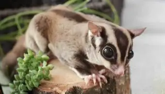 귀여운 재미있는 설탕 글라이더