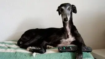 블랙 그레이하운드 개