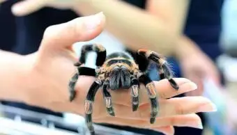 멕시코 Redknee 독거미