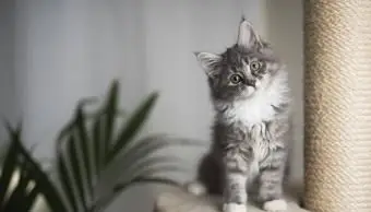 메인 쿤 고양이