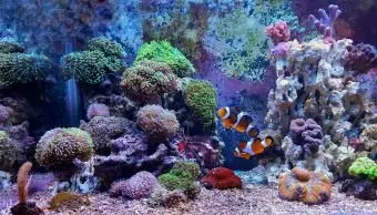 산호초 수족관