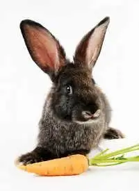 Jakie pokarmy jedzą dzikie i domowe króliki?