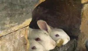 Wie man einen Kaninchenstall baut