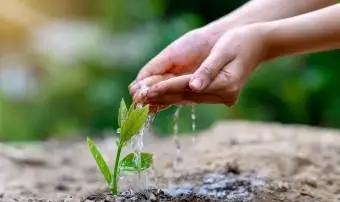 Devenez un arbre lorsque vous mourez avec une urne bio