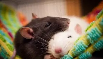 puszyste fantazyjne szczury