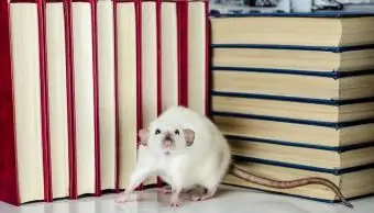 Szczur i książki