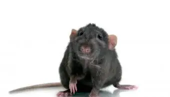 Zainteresowany Czarny Szczur