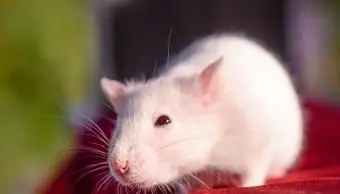 Biały szczur