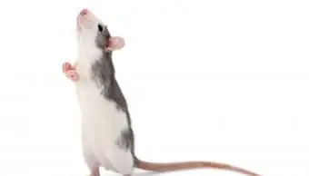 Śliczny mały ozdobny szczur