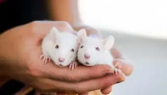 Arten von Haustierratten